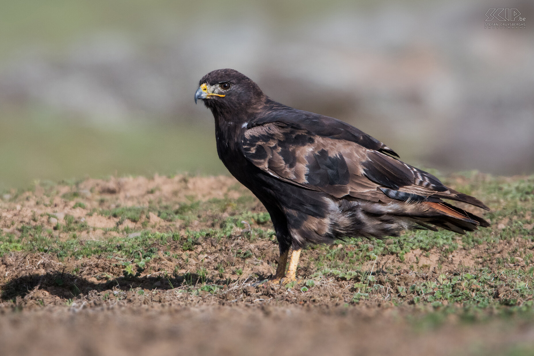 Bale Mountains - Sanetti - Augurbuizerd  De augurbuizerd (Augur buzzard, Buteo augur) is een indrukwekkende roofvogel en vrij algemeen in de Bale Mountains. Stefan Cruysberghs